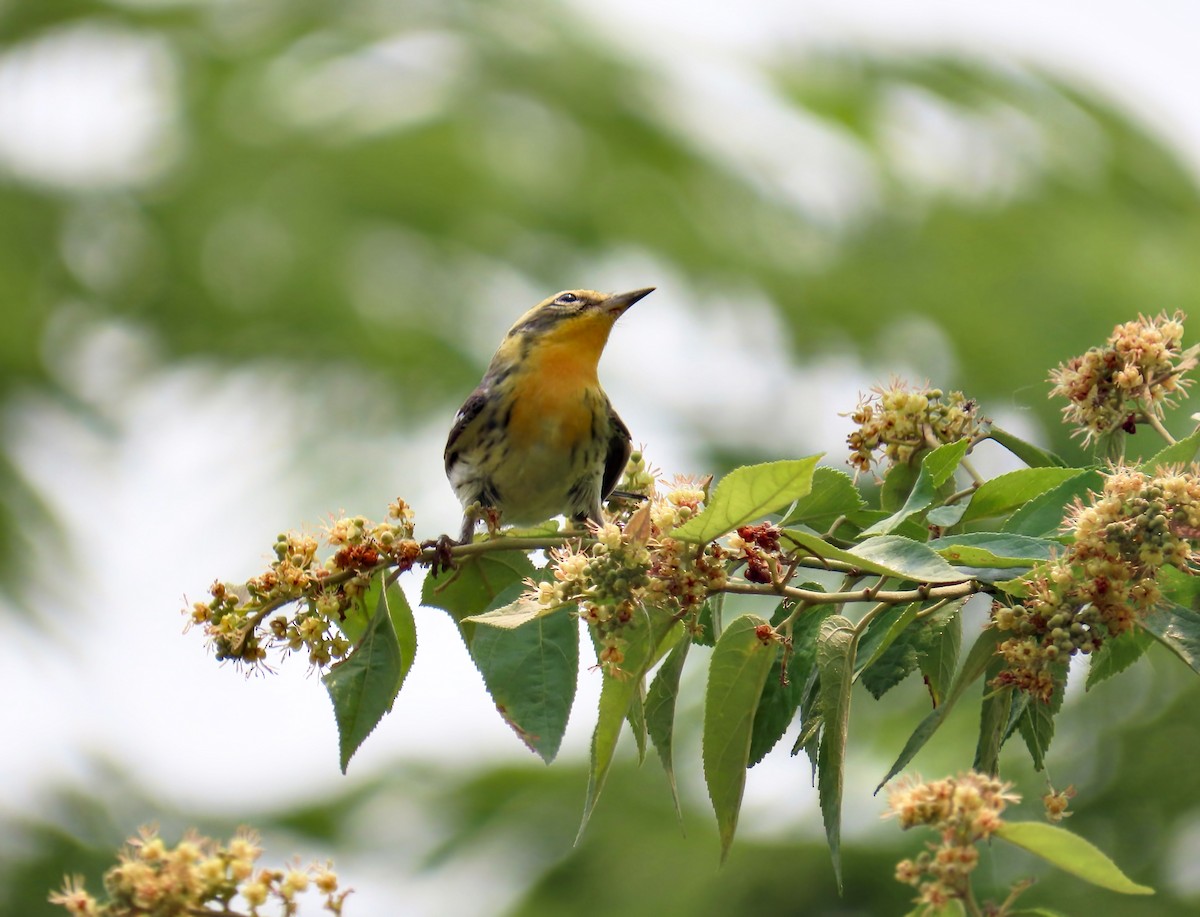 Blackburnian Warbler - ML618498662