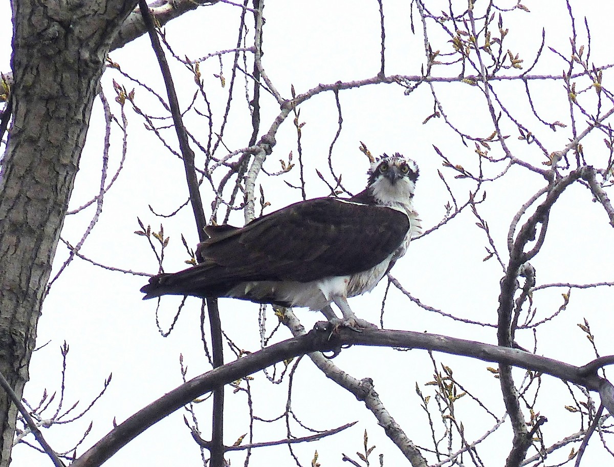 Osprey - ML618498669