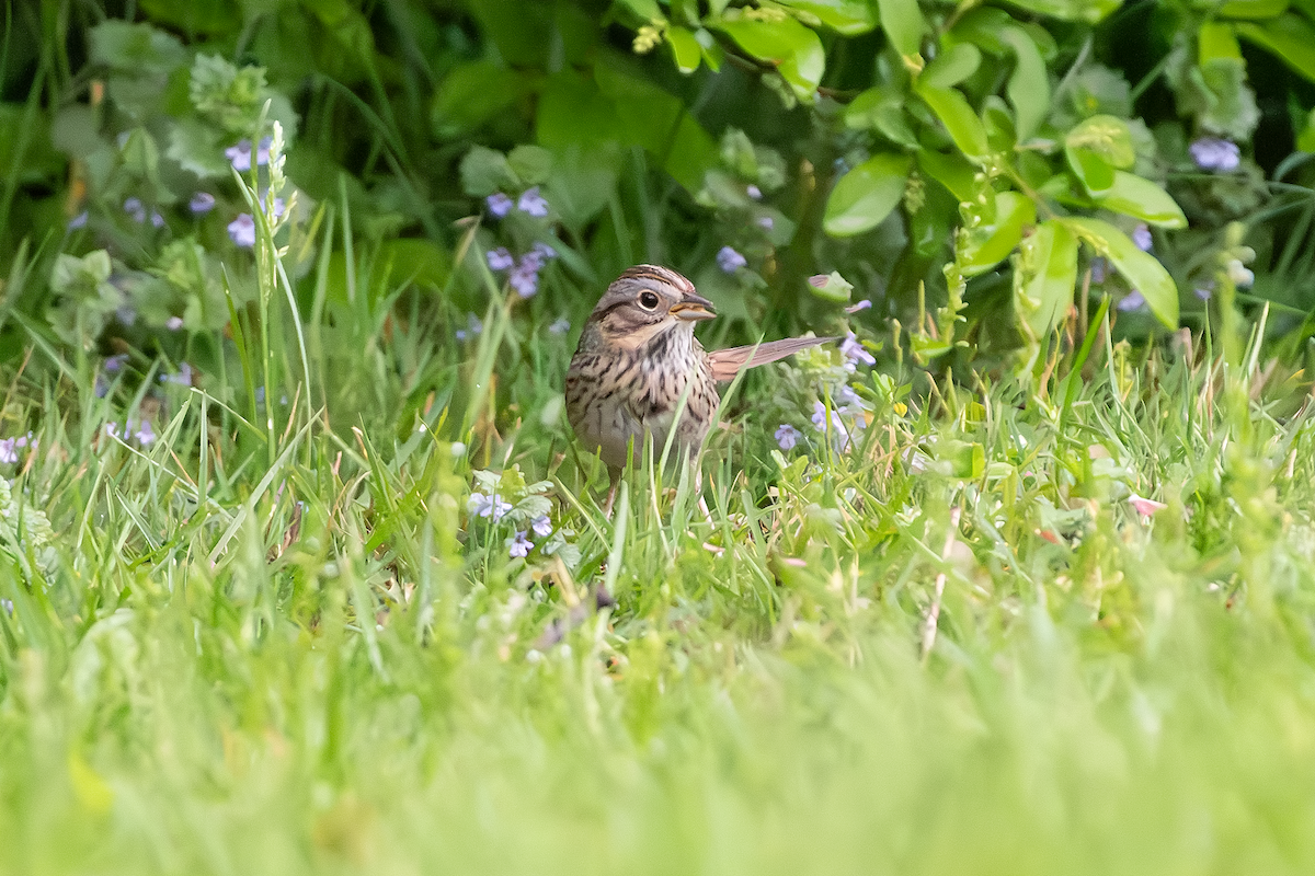 Lincoln's Sparrow - ML618498672