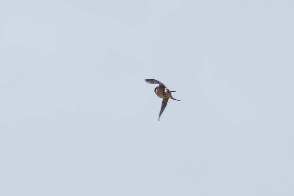 Barn Swallow (American) - ML618498673