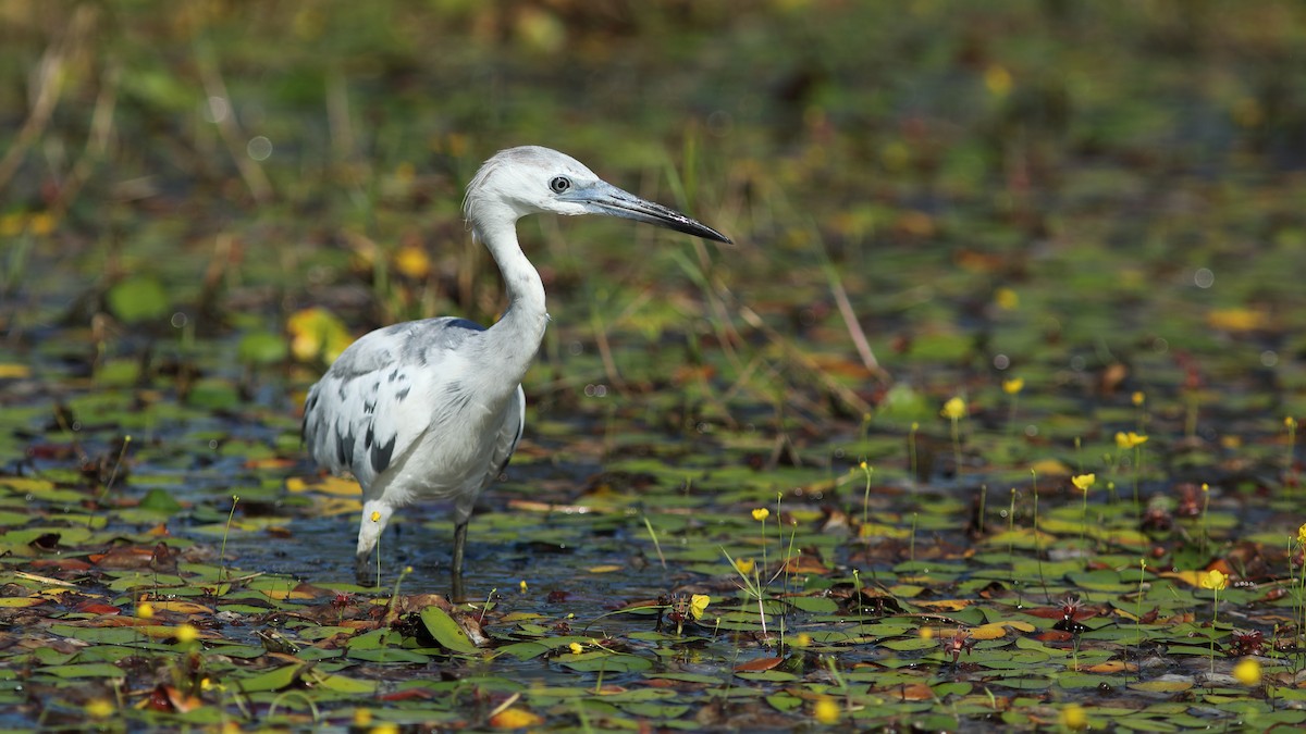 Little Blue Heron - Vince Capp