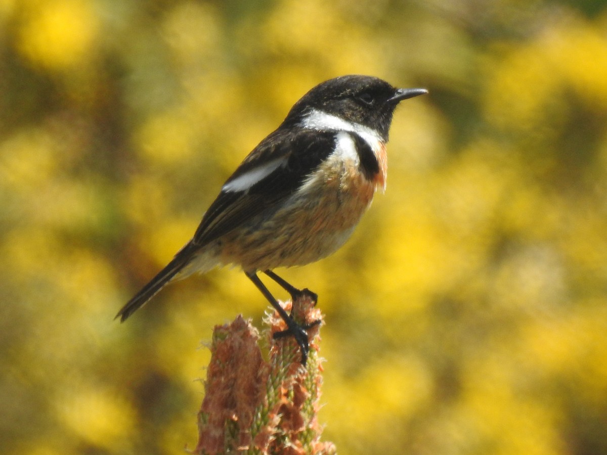 European Stonechat - José Otero