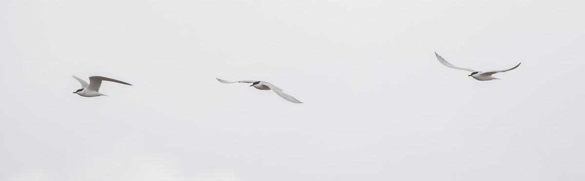 Gull-billed Tern - ML618498770