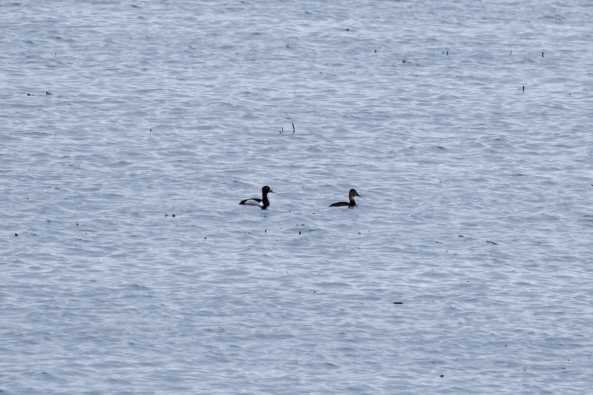 Ring-necked Duck - ML618498783