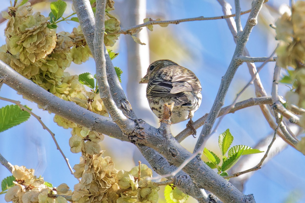 Cassin's Finch - Bob Walker