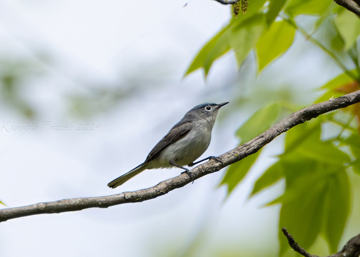 Blue-gray Gnatcatcher - Klaudia Frizzell