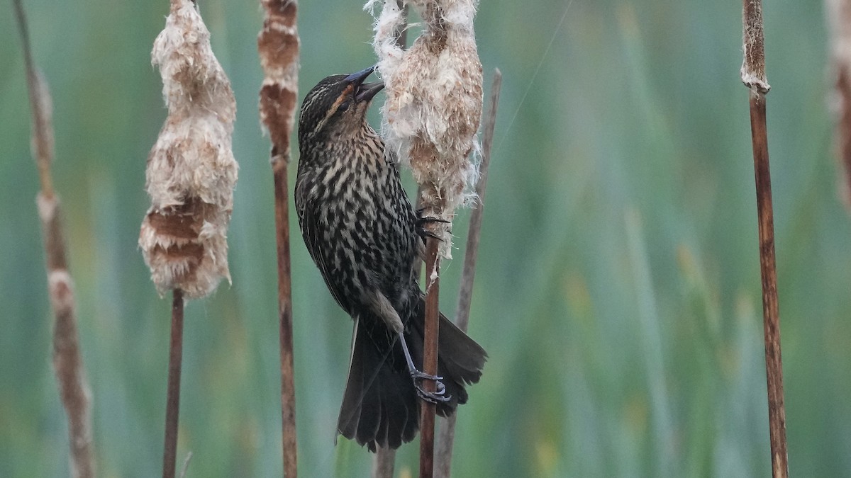 Red-winged Blackbird - Sunil Thirkannad