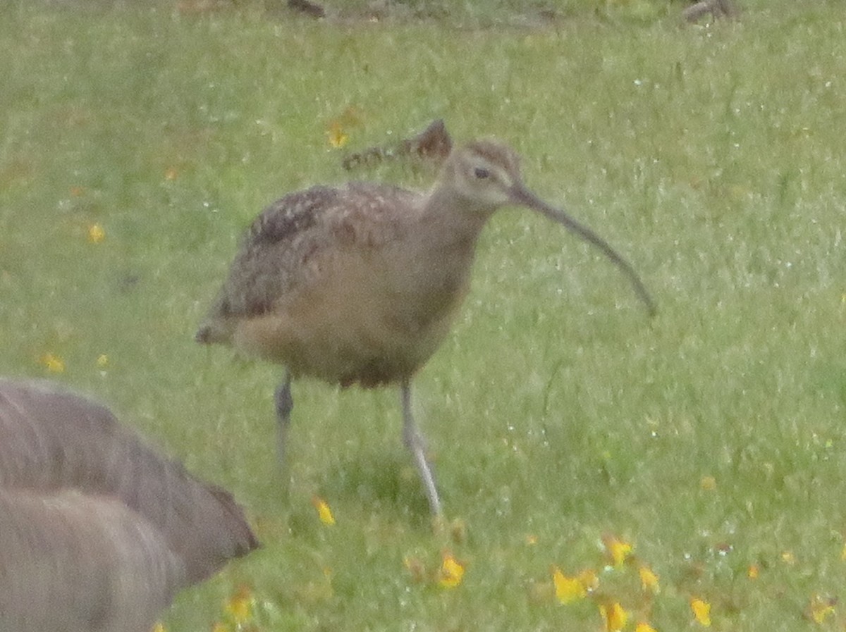 Long-billed Curlew - Aidan Sinha