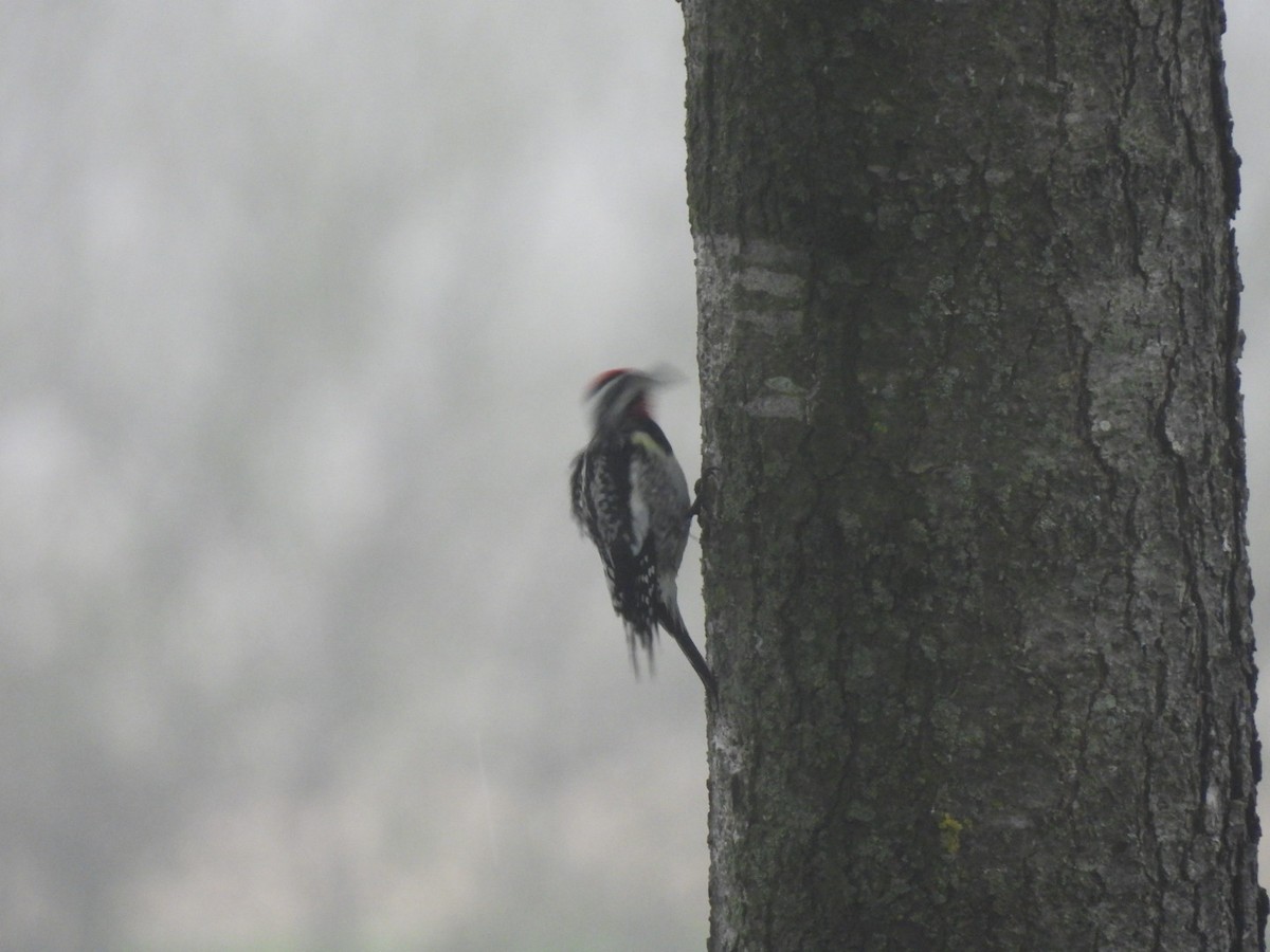 Yellow-bellied Sapsucker - Emily Sinclair