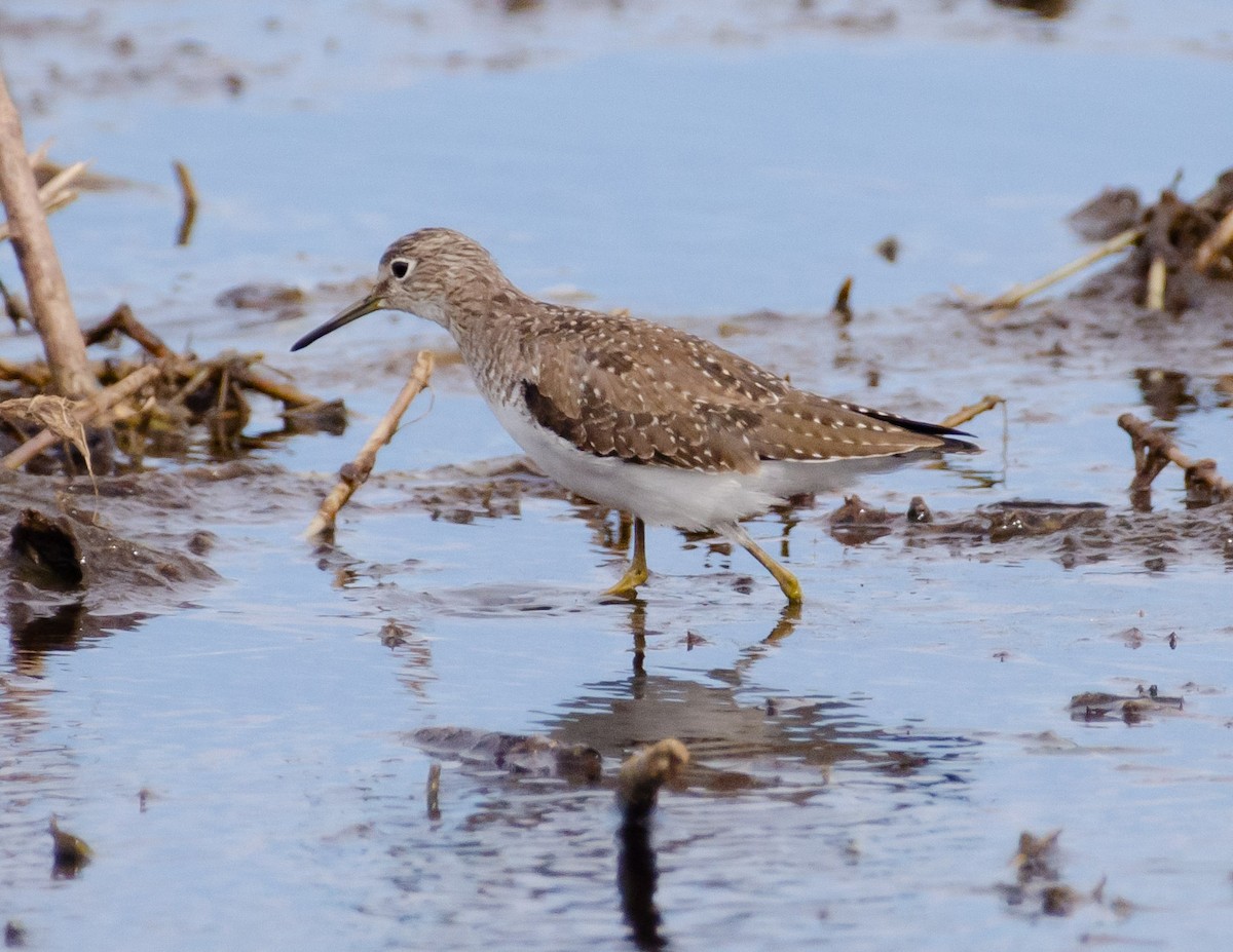 Solitary Sandpiper - Andrea Salas