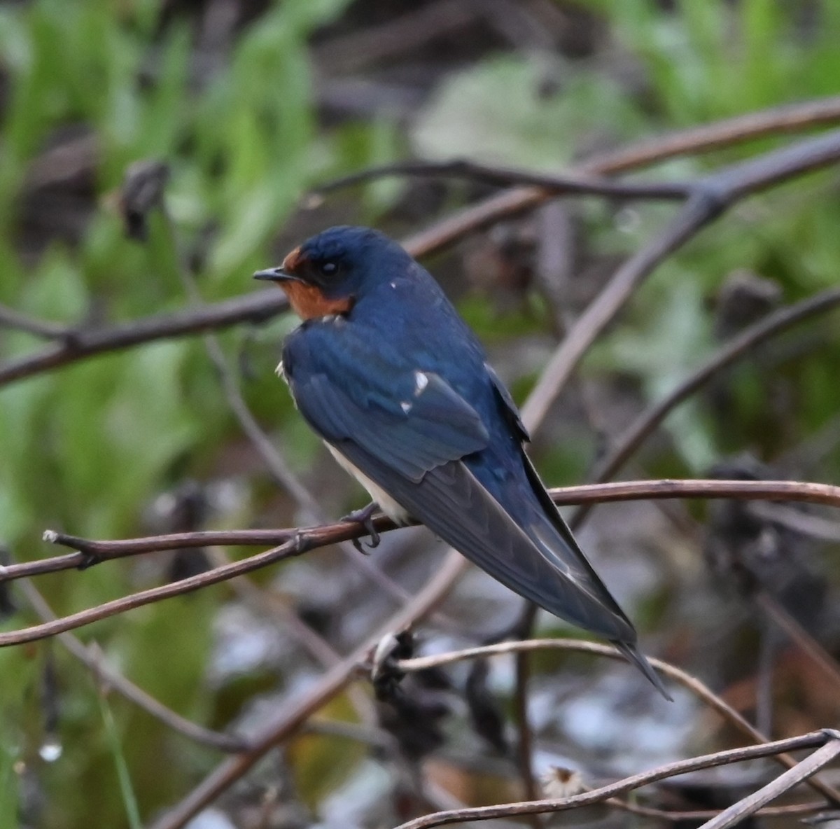 Barn Swallow - ML618498928