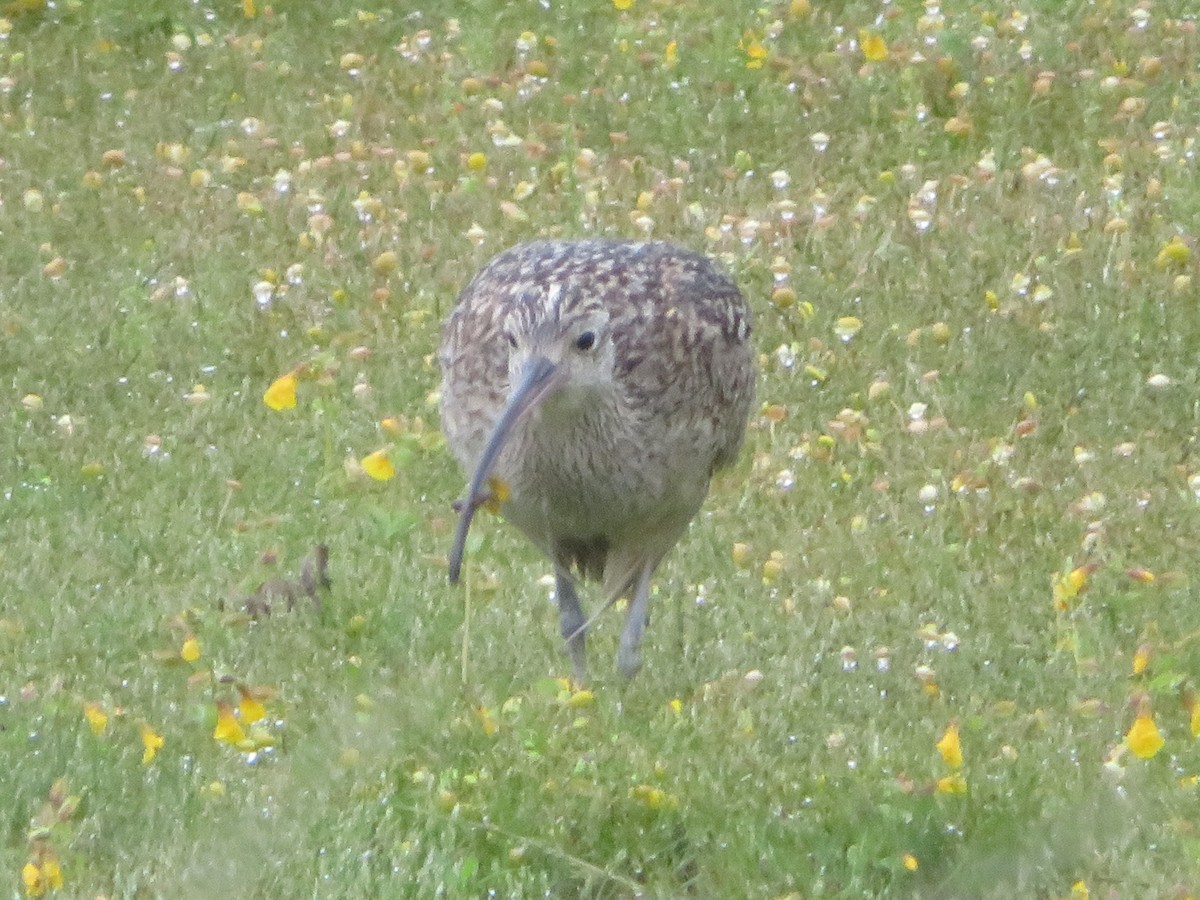 Long-billed Curlew - Aidan Sinha