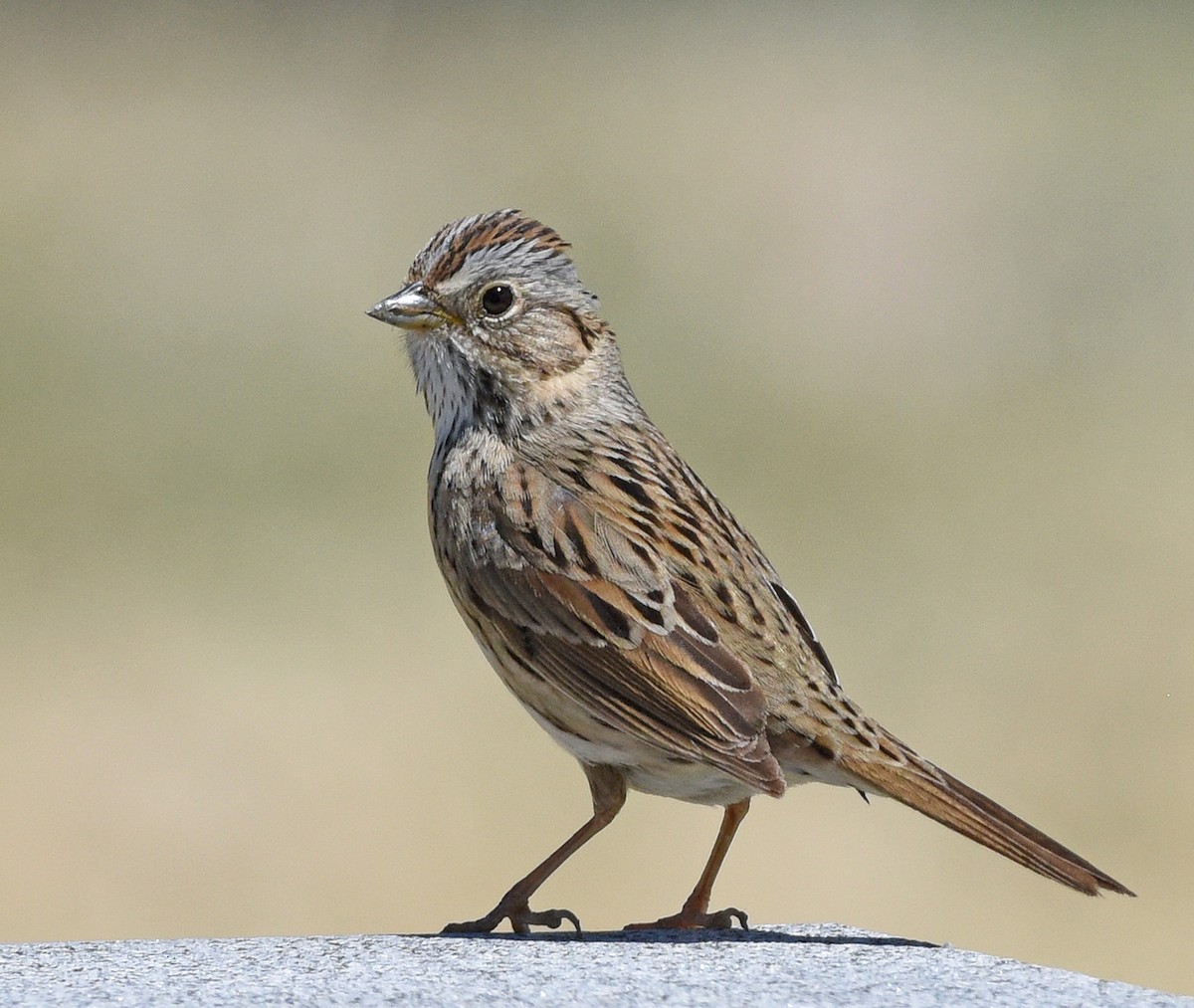 Lincoln's Sparrow - Steven Mlodinow