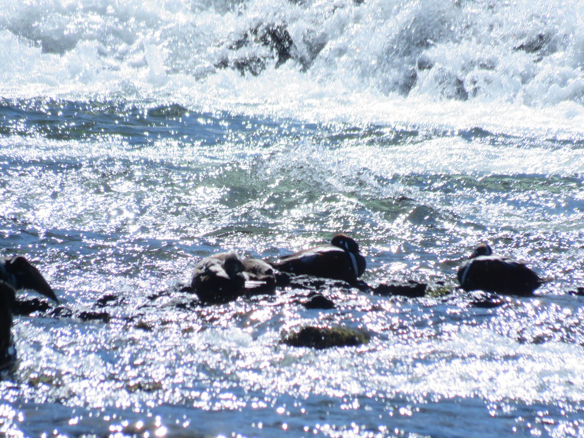 Harlequin Duck - Janet Hoar