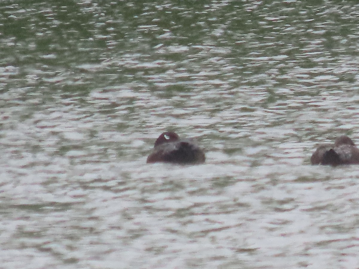 White-winged Scoter - ML618498974