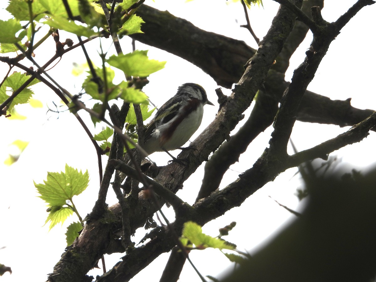 Chestnut-sided Warbler - Mary Trombley