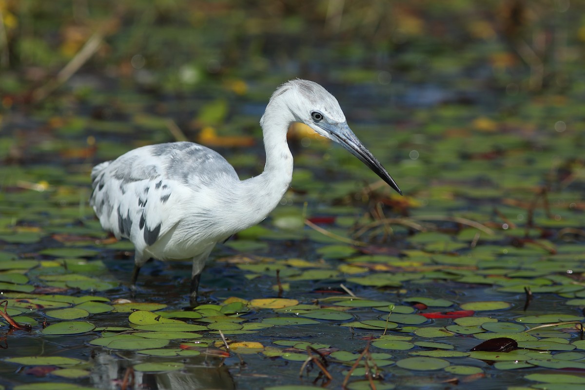 Little Blue Heron - Vince Capp