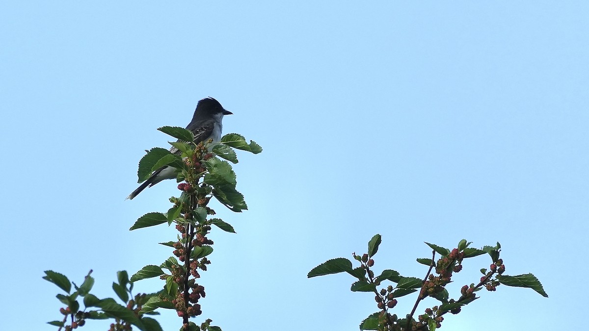 Eastern Kingbird - Sunil Thirkannad