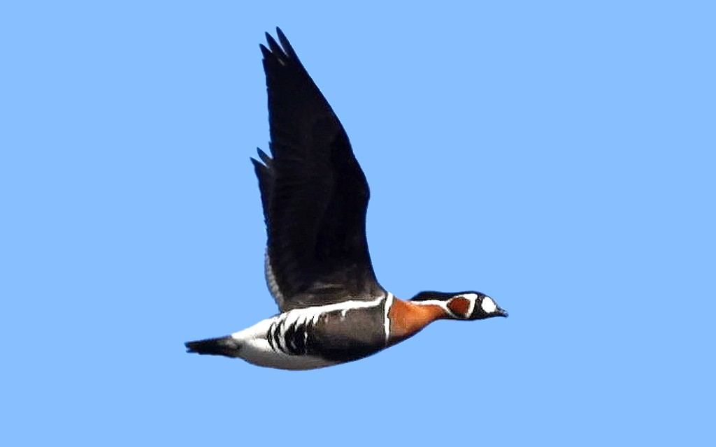 Red-breasted Goose - Sampsa Cairenius