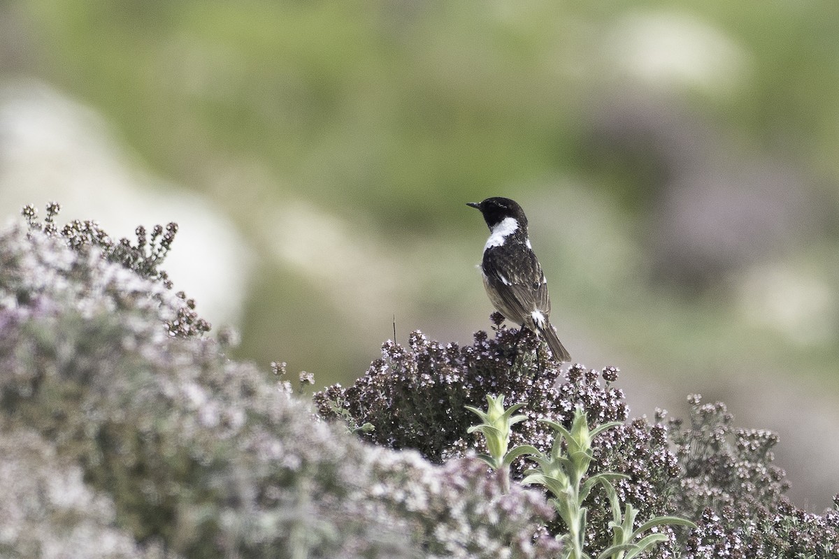 European Stonechat - Fernando Alonso