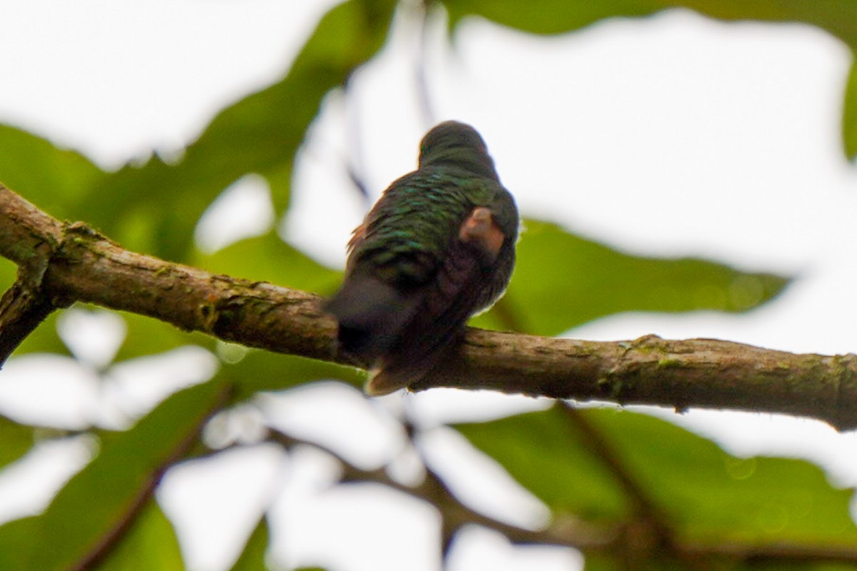 Colibrí Ventrinegro - ML618499053