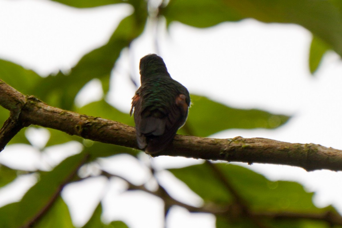 Colibrí Ventrinegro - ML618499054