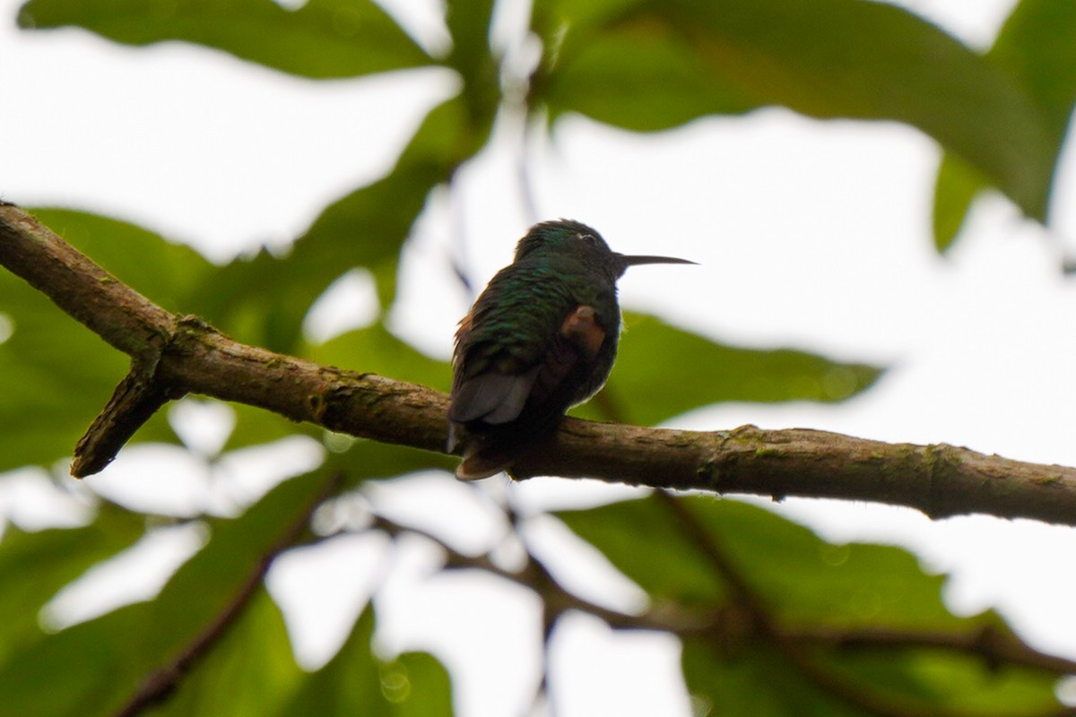 Colibrí Ventrinegro - ML618499055