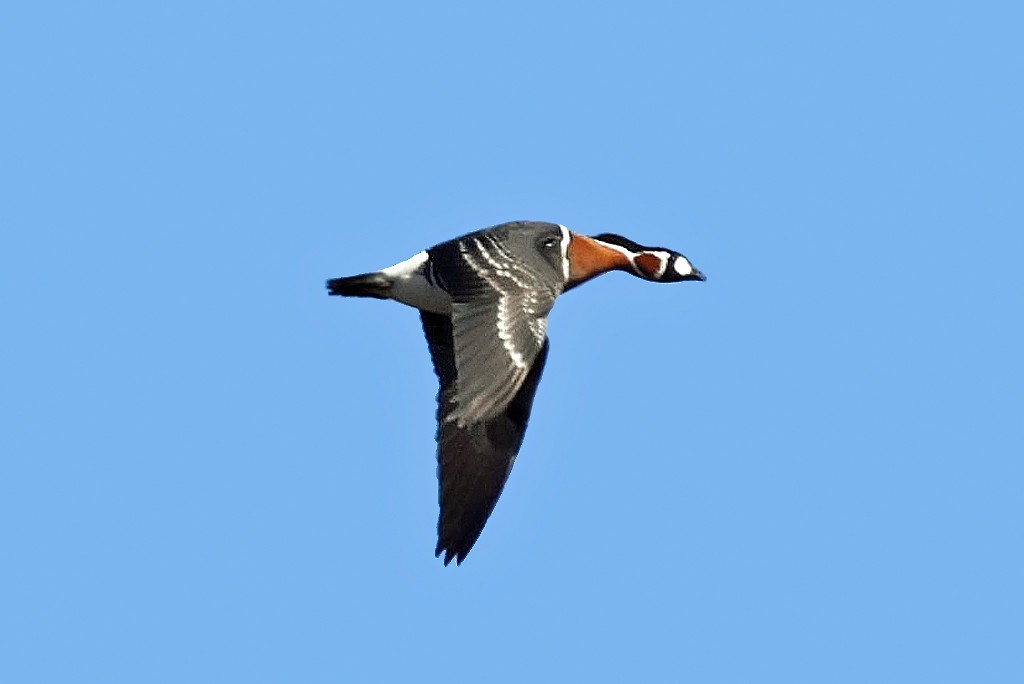 Red-breasted Goose - Sampsa Cairenius