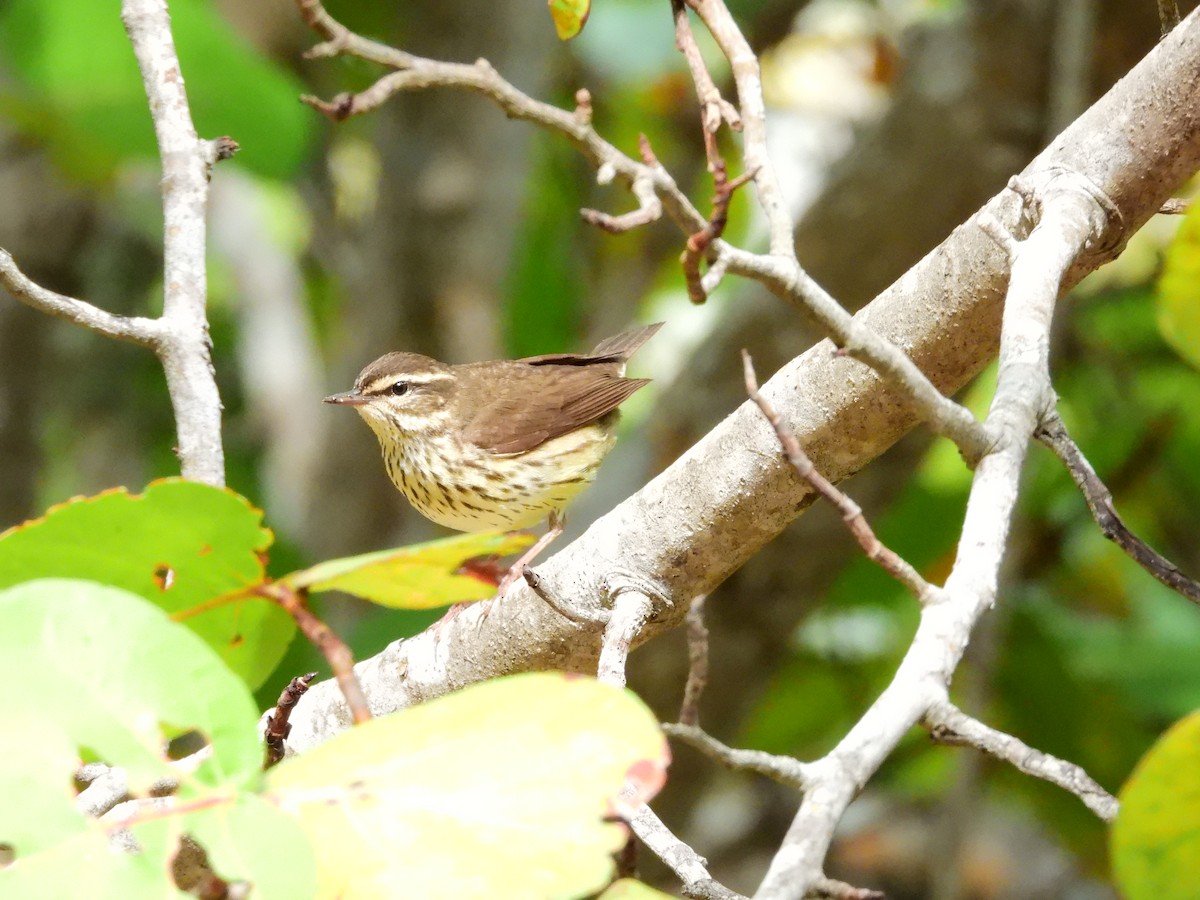 Northern Waterthrush - ML618499085