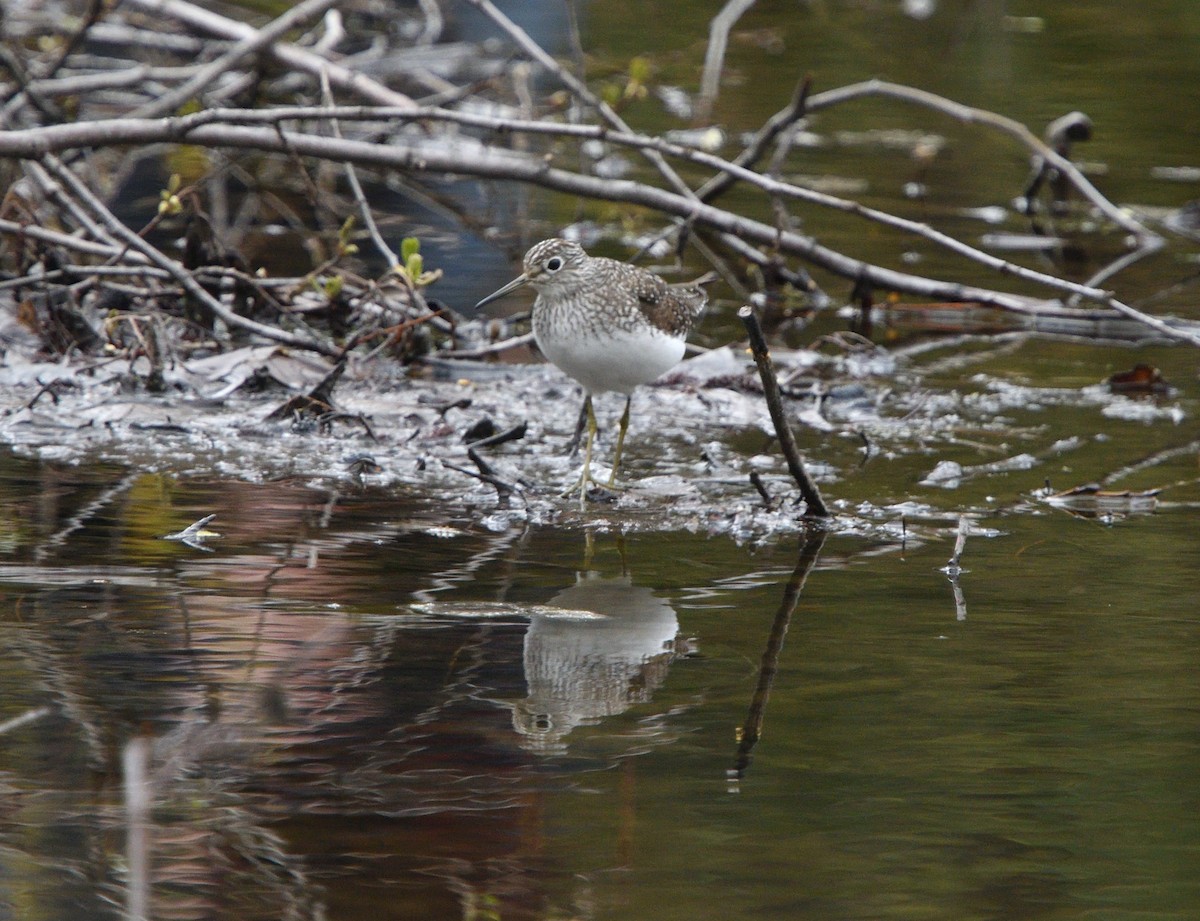 Solitary Sandpiper - Louis Lemay