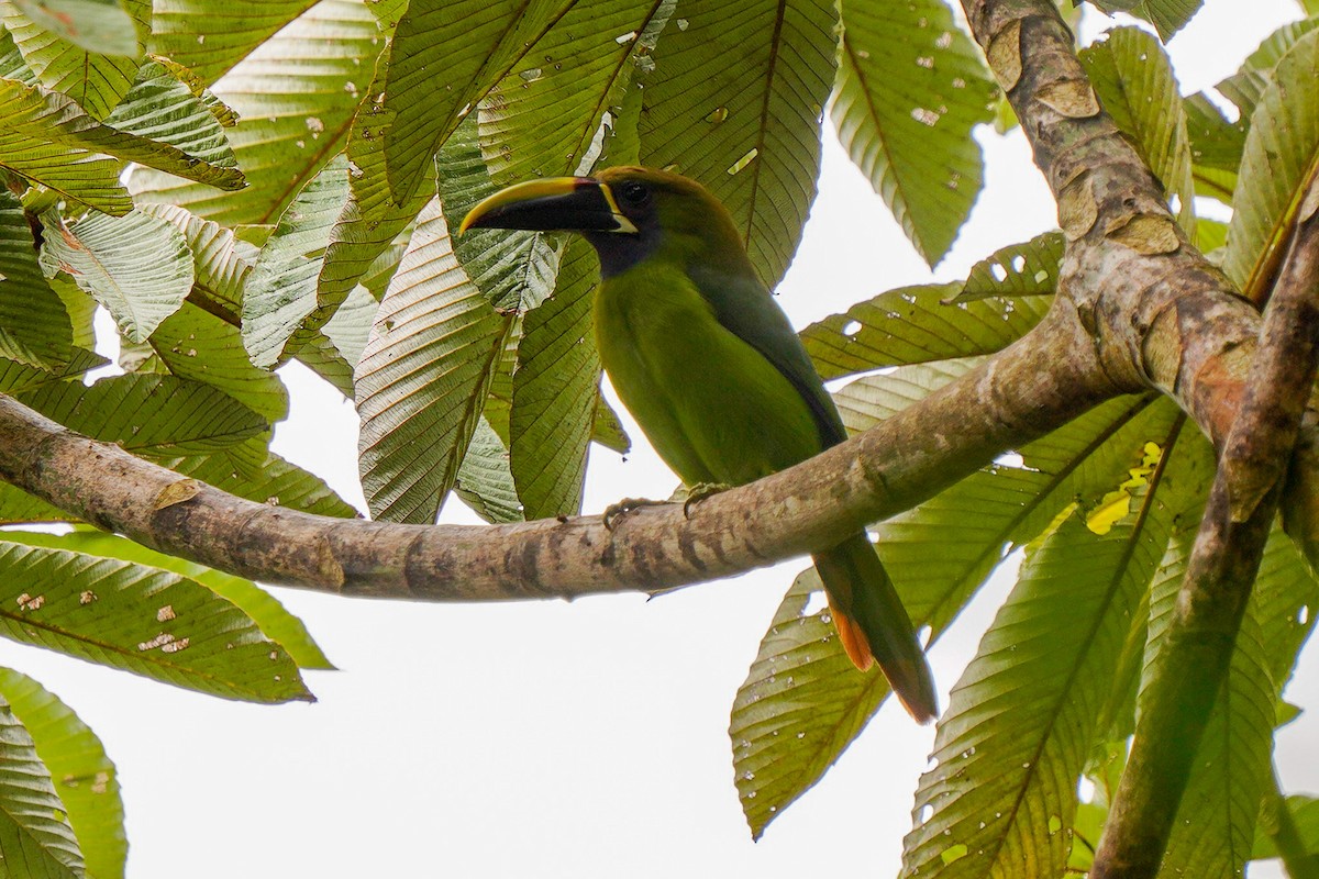 Northern Emerald-Toucanet - ML618499120