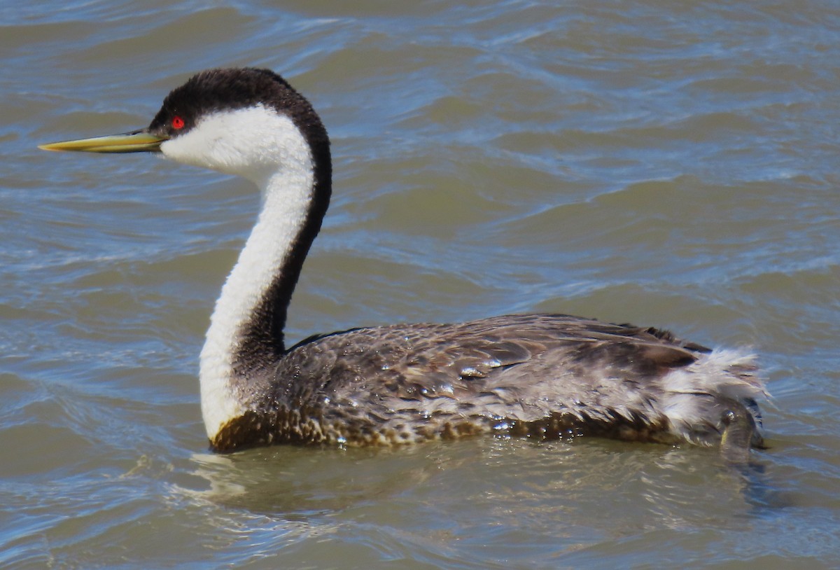 Western Grebe - ML618499157