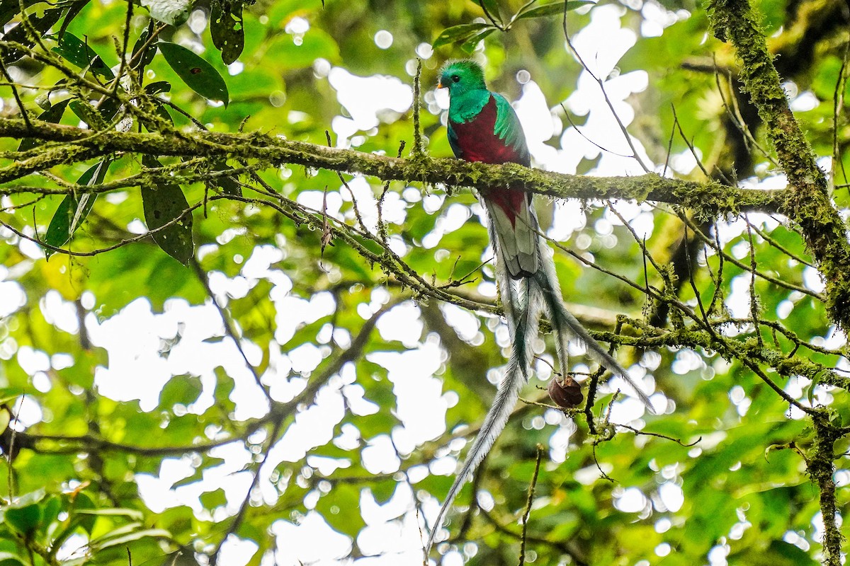 Resplendent Quetzal - Beny Wilson