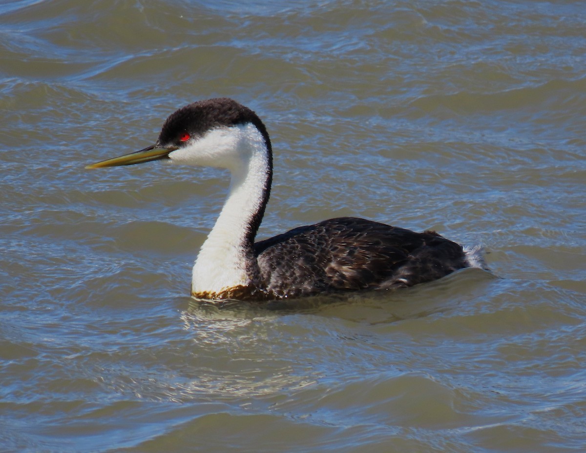 Western Grebe - ML618499175