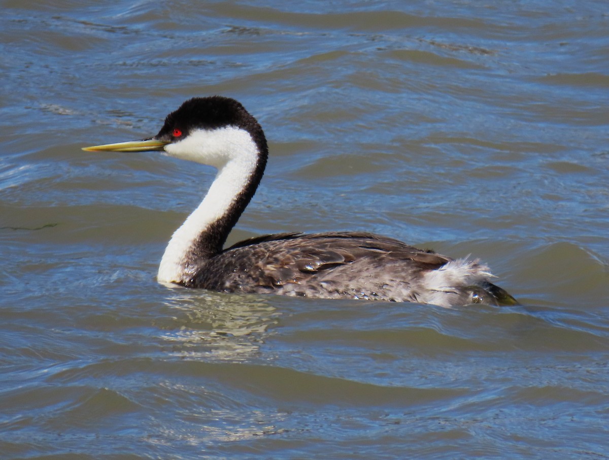 Western Grebe - Jim Sweeney