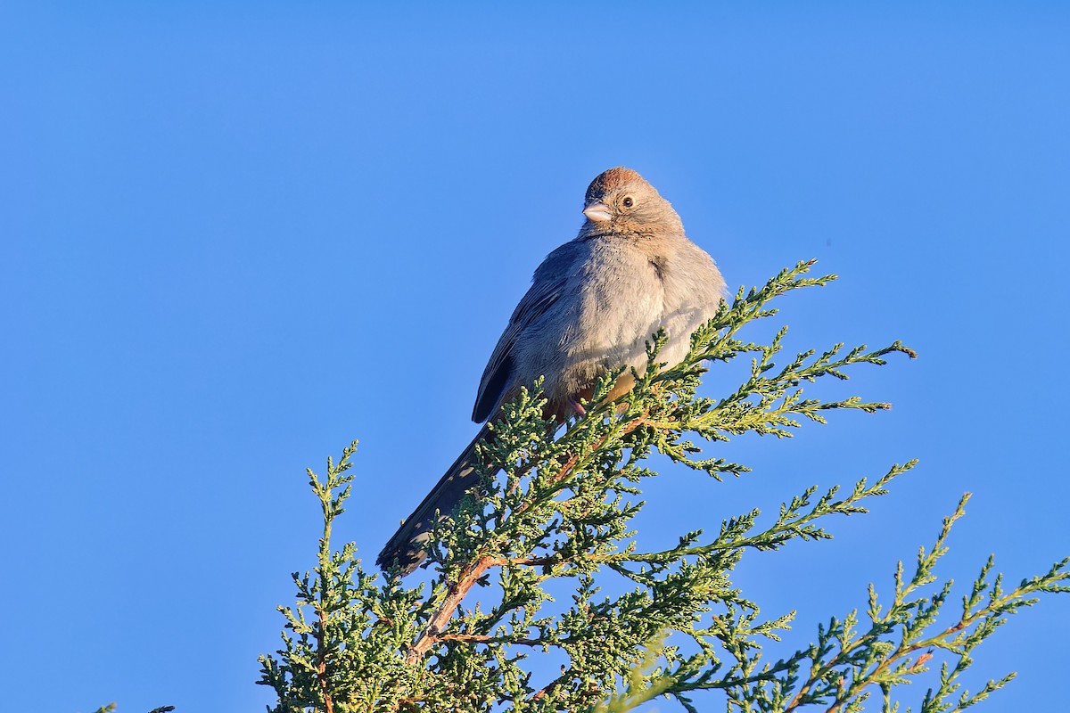 Canyon Towhee - Bob Walker