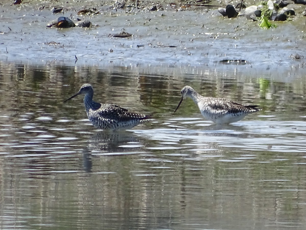 Greater Yellowlegs - ML618499259