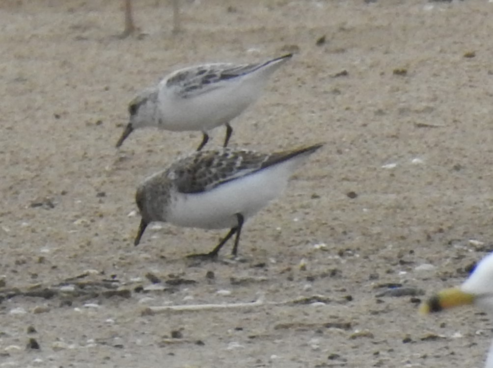 Sanderling - Steve Aram