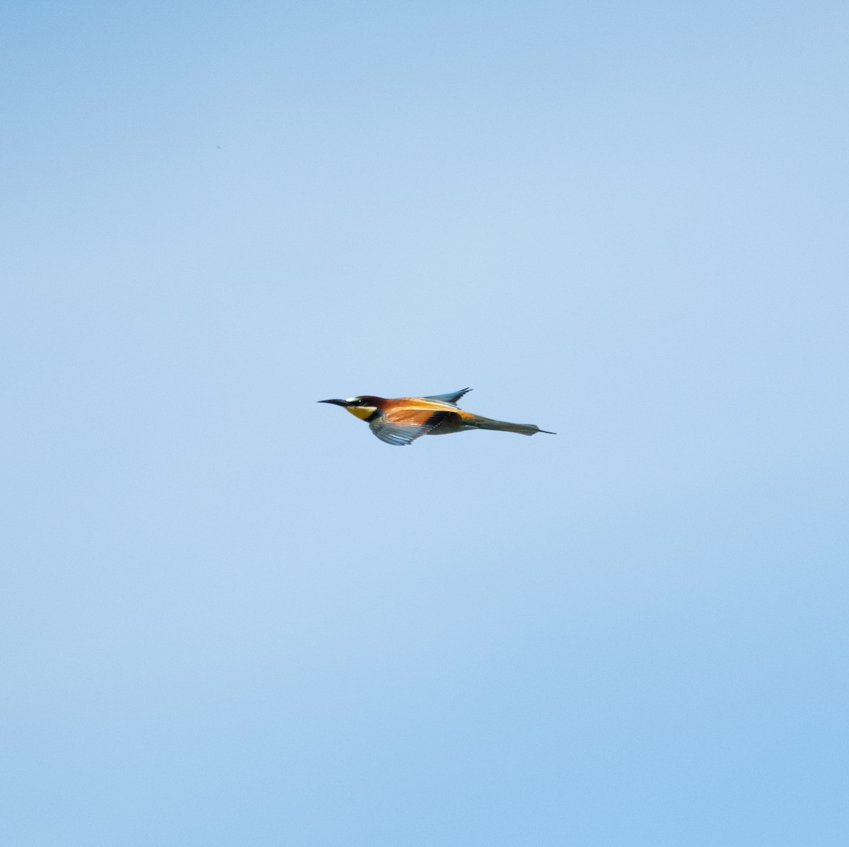 European Bee-eater - Pau Castell