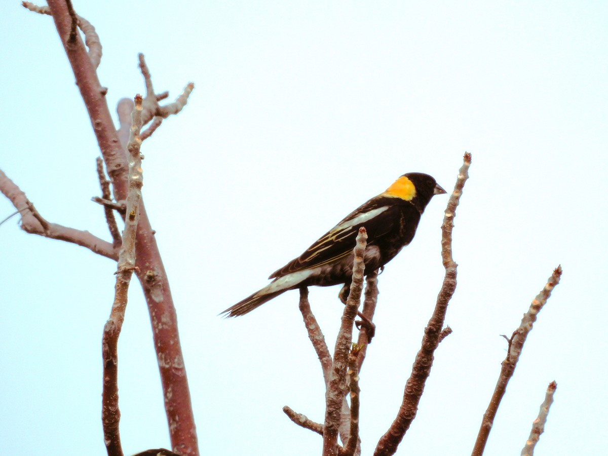 Bobolink - ML618499303