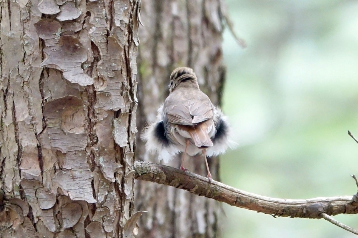 Hermit Thrush - Elaine Marie