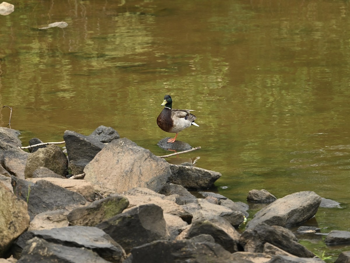 Canard colvert - ML618499317