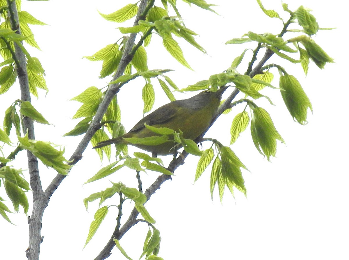 Nashville Warbler - ML618499333