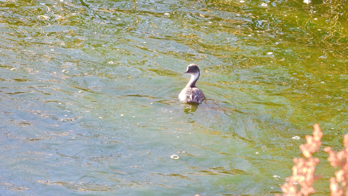 Silvery Grebe - ML618499345