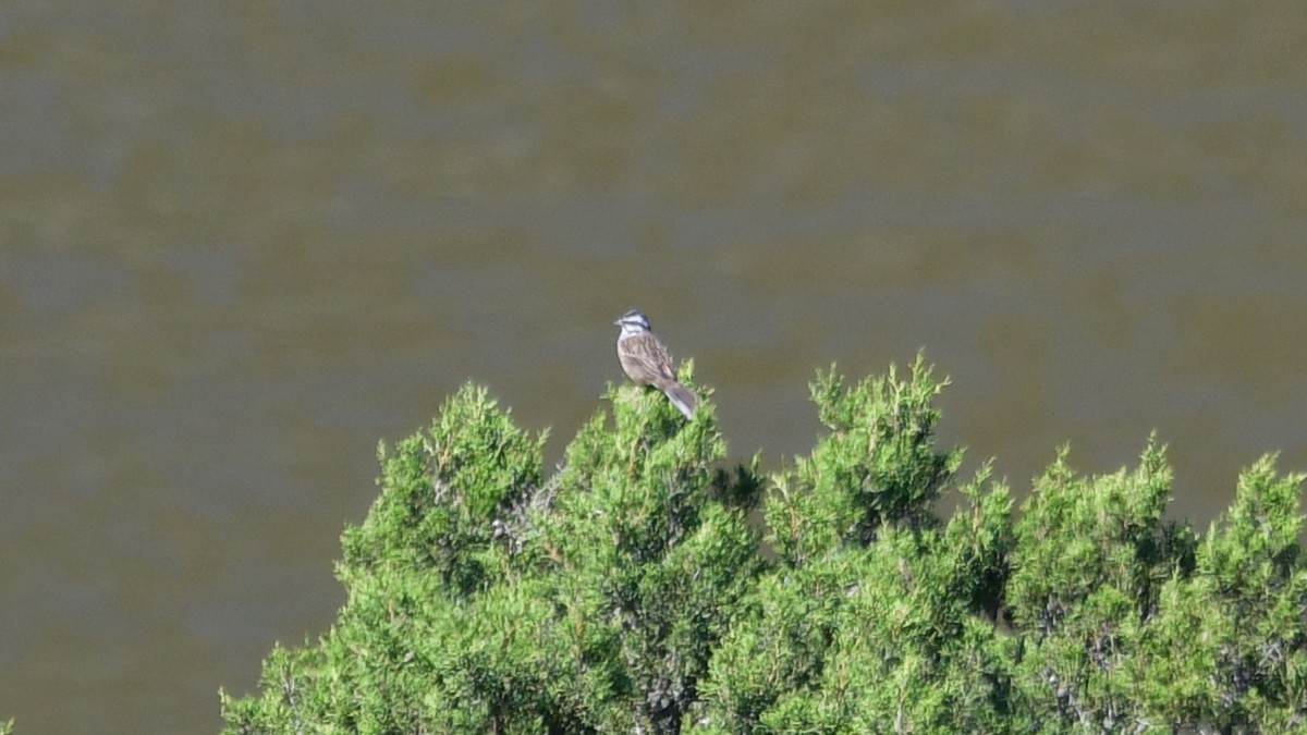 Rock Bunting - ML618499348