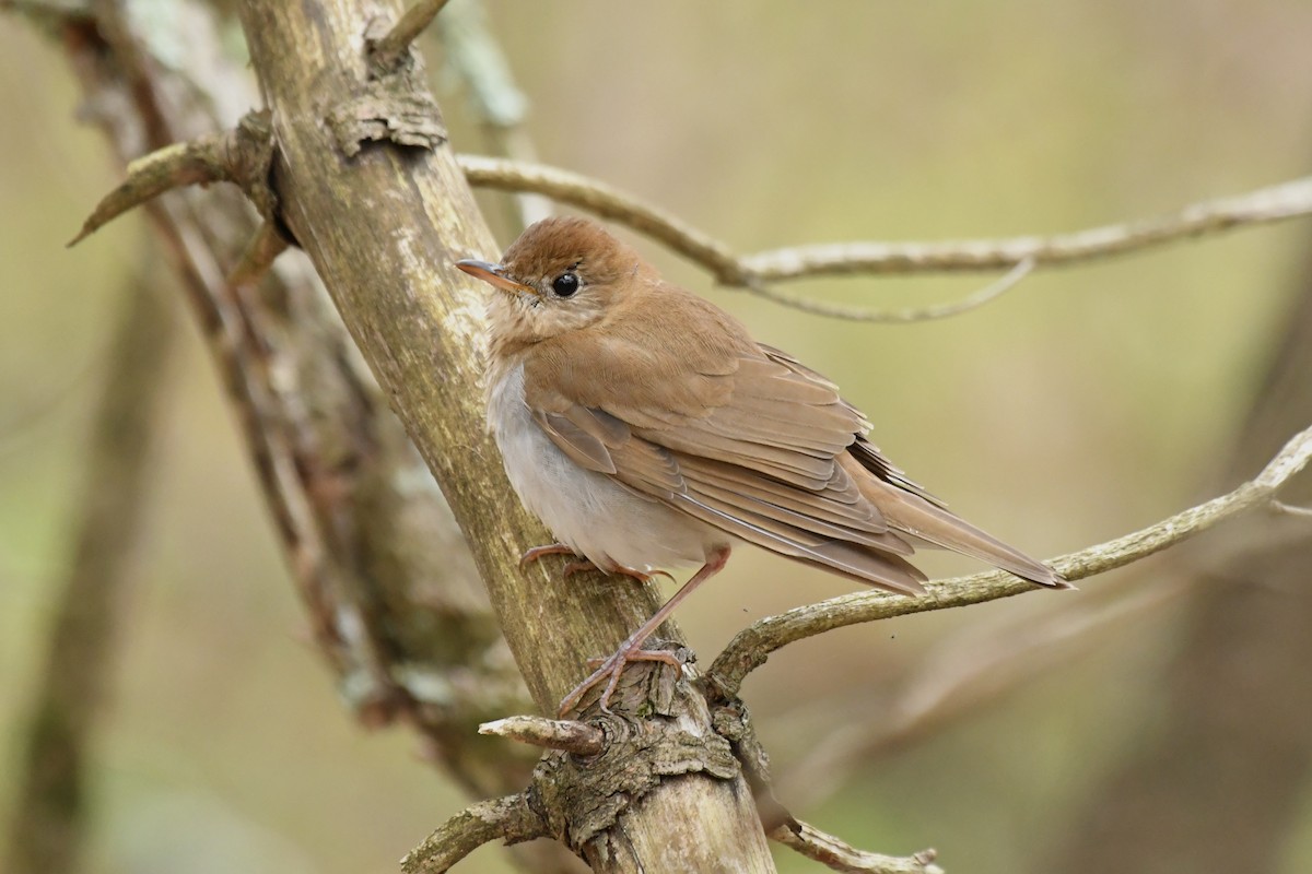 Veery - Sue Palmer