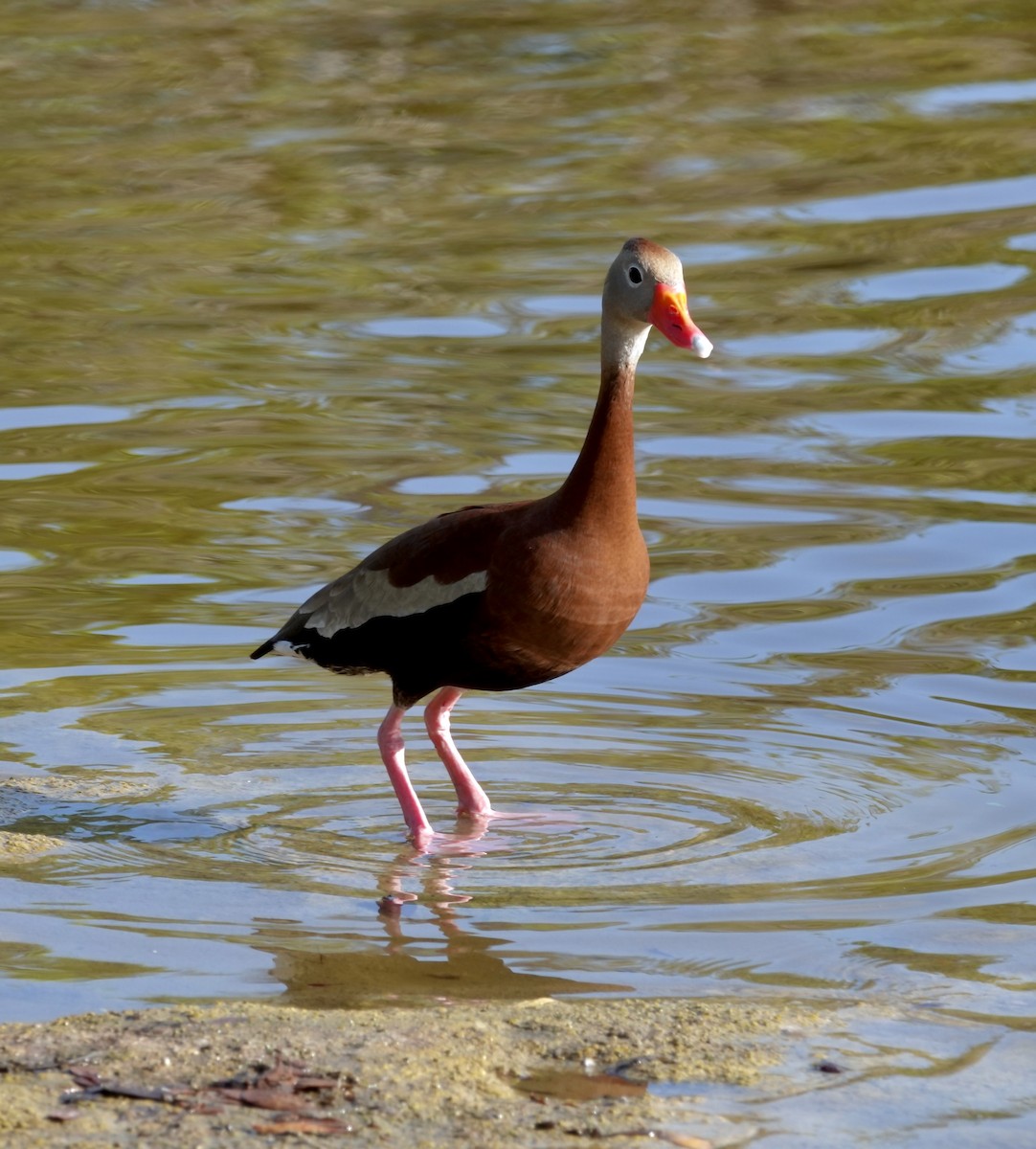 Black-bellied Whistling-Duck - birdclub newprovidence