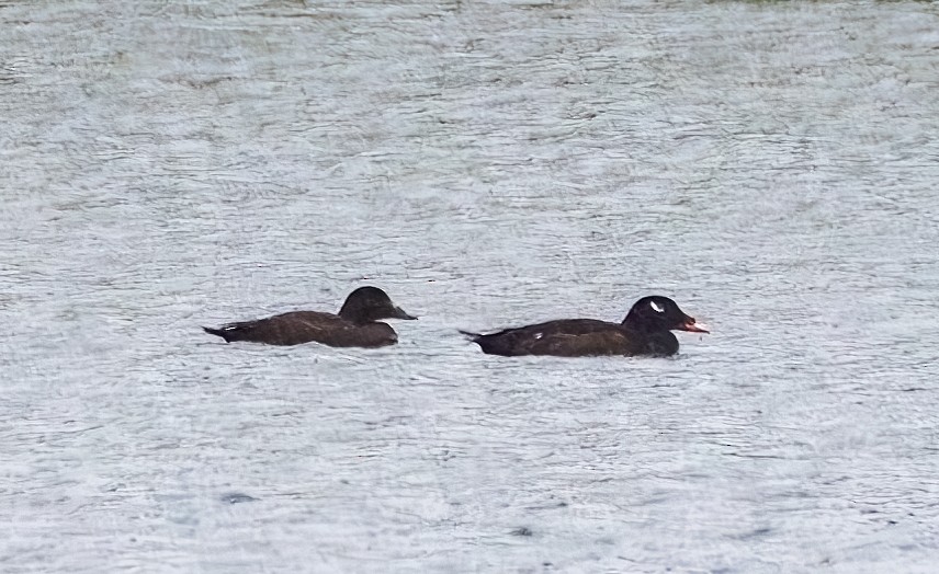 White-winged Scoter - ML618499374