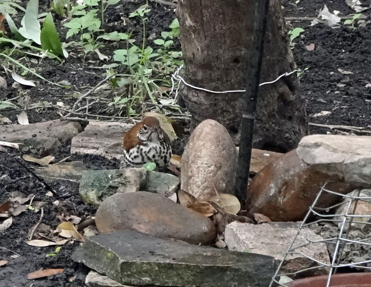 Wood Thrush - Sheridan Coffey