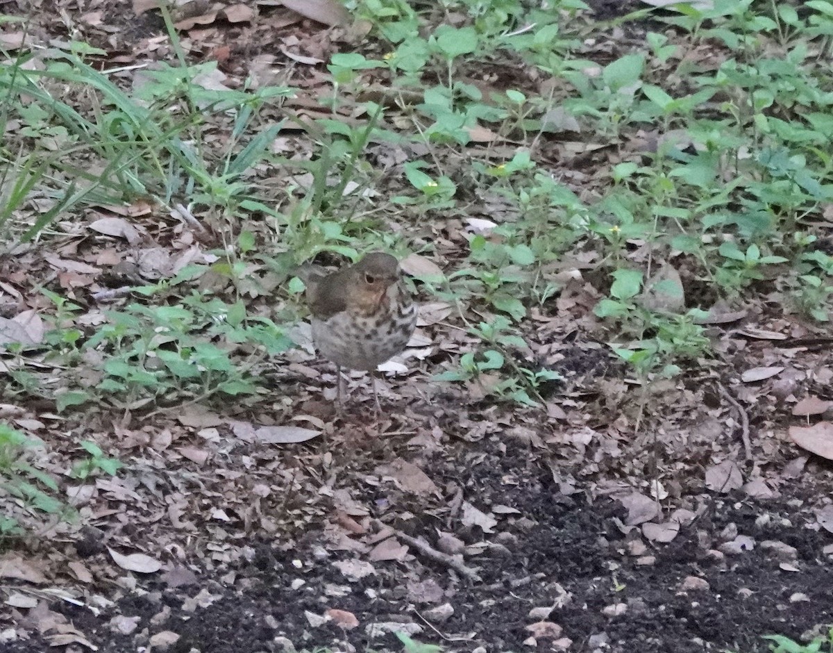 Swainson's Thrush - Sheridan Coffey